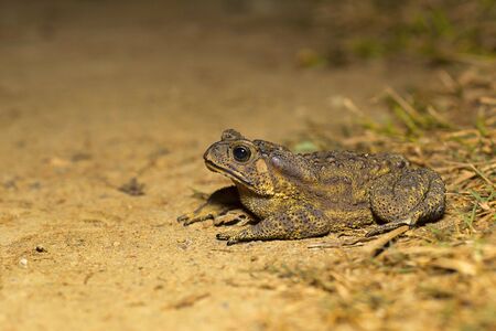 Duttaphrynus sp., Genus of true toads. Sukhaiの写真素材