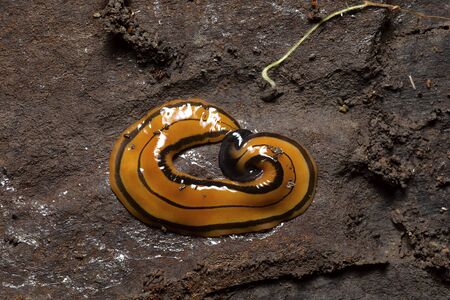 Hammer Headed Slug, Kivikhu village, Nagalandの写真素材