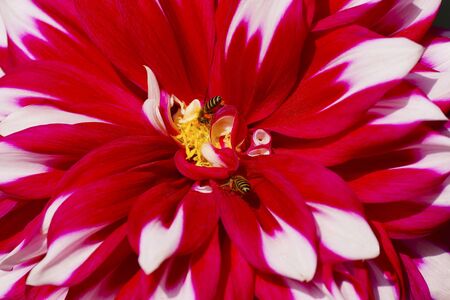 Close-up of Zinnia flowers with beesの写真素材