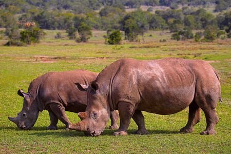 Africa Rhinoceros, Kenya, Africaの写真素材