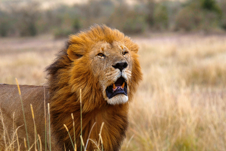 African Lion- male, Kenya, Africaの写真素材
