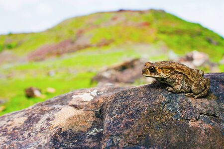 Indan Toad, Duttaphrynus melanostictus, Saswad, Pune District, Maharashtraの写真素材