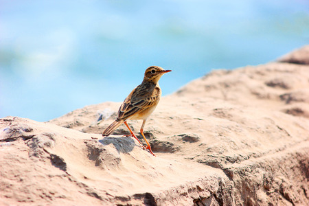Paddyfield Pipit, Anthus rufulus, Kanha Tiger Reserve, Madhya Pradeshの写真素材