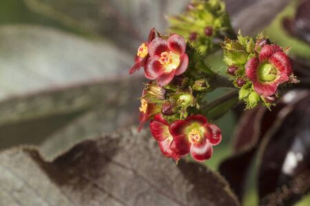 Closeup of little red flowers, near Pune