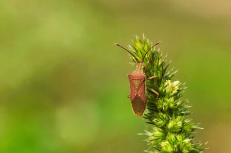 Indian Milkweed Bug, Oncopeltus confusus, Pune