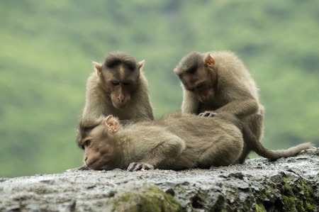 Monkeys sitting on roadside wall in Varandha ghat, Puneの写真素材