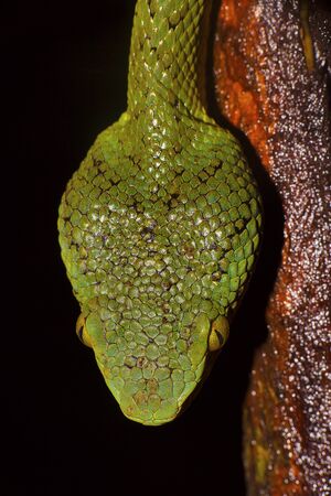 Bamboo Pit Viper, Trimeresurus gramineus, dorsal head scales, Matheran, Maharashtra