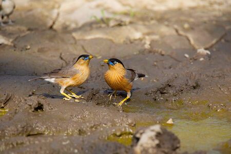 Brahminy Starling or Sturnia pagodarum at Panna Tiger Reserveの写真素材
