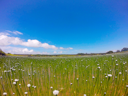 Eriocaulon flowers, Satara, Maharashtraの写真素材
