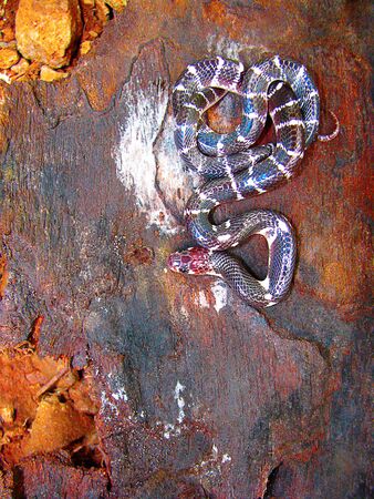 Common Krait or Bungarus caeruleus at Pune Maharashtra