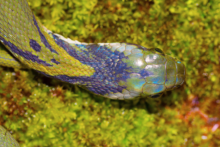 Green Keelback or Macropisthodon plumbicolor at Chorla Ghat Karnataka