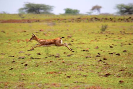 Indian Gazelle or Gazella bennettii at Mayureshwar Wildlife Sanctuary Maharashtraの写真素材