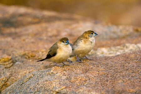 Indian Silverbill or white-throated munia Euodice malabarica from Hampiの写真素材