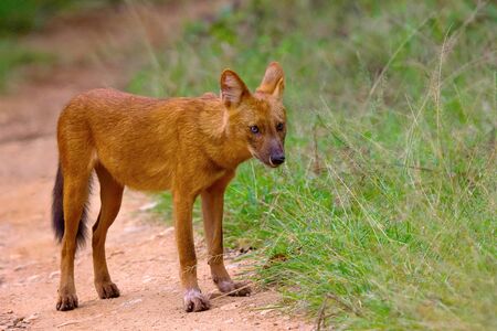 Indian Wild Dog, Cuon alpinus, Nagarhole Tiger Reserve, Karnatakaの写真素材