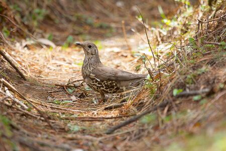 Bird Mistle Thrush or Turdus viscivorus, Mukteshwar from Uttarakhand