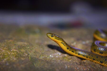 Close view of Olive Forest Snake or Rhabdops olivaceus at Satara Maharashtraの写真素材