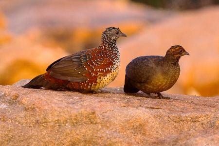 Painted Spurfowl, Galloperdix lunulata, male and female, Hampi, Karnatakaの写真素材