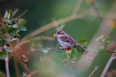 Russets Sparrow, Passer rutilans, Ghatgarh, Uttrakhadの写真素材