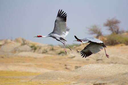 Saras Crane, Antigone antigone, Bera, Rajasthan, Indiaの写真素材