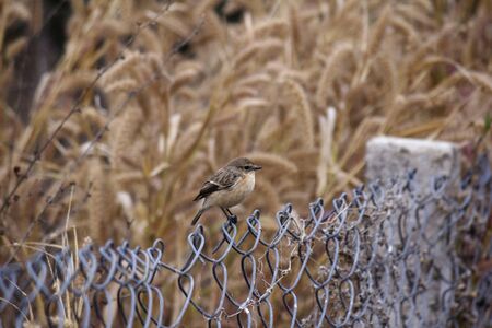 Siberian Stonechat, Saxicola maurus, female, Bandhavgarh Tiger Reserve, Madhya Pradesh