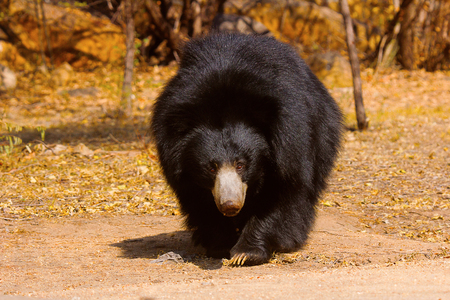 Sloth Bear, Melursus ursinus, Daroji Bear Sanctuary, Karnatakaの写真素材