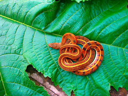 Striped Keelback, Xenochrophis vittatus, Saswad, Maharashtra