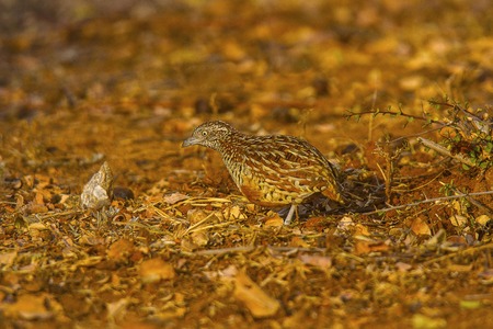 Barred Button Quail or Common bustard-quailの写真素材