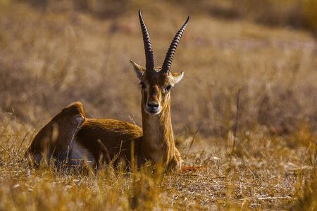 Gazella bennettii o Chinkara head shotの写真素材