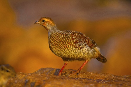 Grey Francolin, Francolinus pondicerianusの写真素材