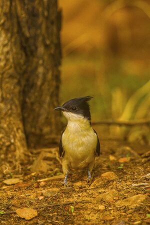 Pied Crested Cuckoo or Clamator jacobinusの写真素材