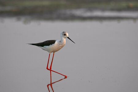 Black-winged Stilt, Himantopus himantopus. Ujjani Dam backwaters, Bhigwan, Maharashtraの写真素材