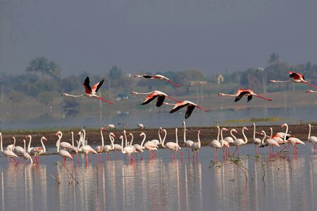 Flock of Greater Flamingos, Phoenicopterus roseus, Ujjani Dam backwaters, Bhigwan, Maharashtraの写真素材