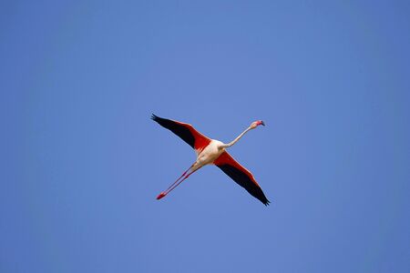 Greater Flamingo, Phoenicopterus roseus, Ujjani Dam backwaters, Bhigwan, Maharashtraの写真素材