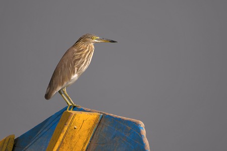 Indian Pond Heron, Ardeola grayii, Ujjani Dam backwaters, Bhigwan, Maharashtraの写真素材