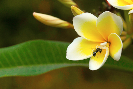 Crab spider with kill on champa flower , Aarey Milk Colony , INDIAの写真素材