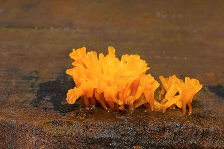 Mushroom, Aarey Milk Colonyの写真素材