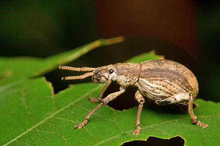 Beetle, Aarey Milk Colonyの写真素材