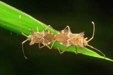 Bug mating