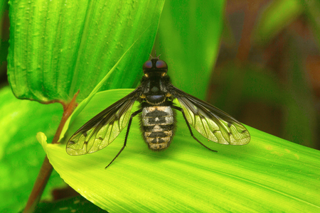 Fly , Unidentified , Aarey Milk Colony , INDIAの写真素材