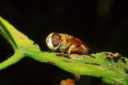 Fly