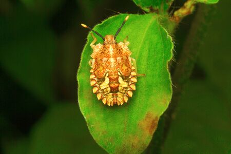 Insect , Aarey Milk Colony