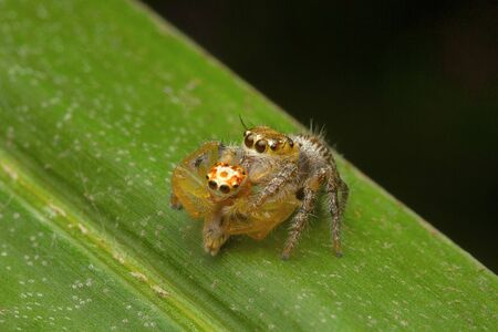 Jumping spider , Salticidae , Aarey Milk Colony , INDIA