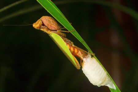 Mantis with ootheca, Aarey Milk Colonyの写真素材