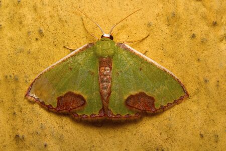 Morh , Aarey Milk Colonyの写真素材