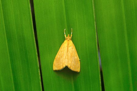 Moth, Aarey Milk Colony, Indiaの写真素材