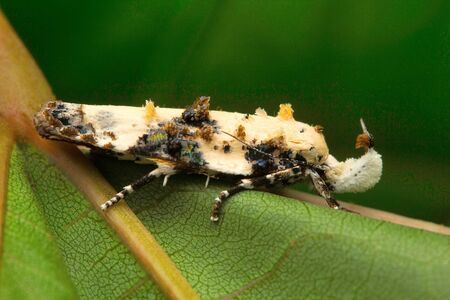 Moth