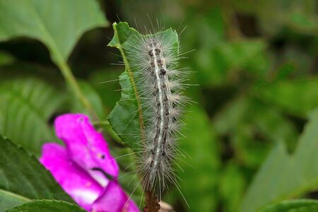 Moth caterpillar , Aarey Milk Colony , INDIA