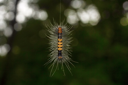 Moth caterpillar , Aarey Milk Colony , INDIAの写真素材