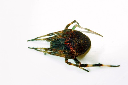 Orb-weaver spider, Bangalore , INDIA