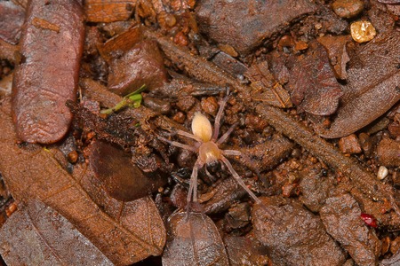 Spider , Aarey Milk Colony ,INDIA.の写真素材